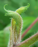 New life, sumac frond