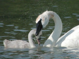 Trumpeter Swans