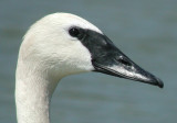 Trumpeter Swan head and bill detail