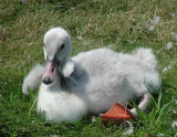 Trumpeter Swan cygnet