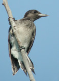 Red-headed Woodpecker juvenile