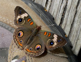 Buckeye