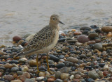 Buff-breasted Sandpiper