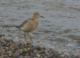 Buff-breasted Sandpiper