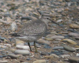 Red Knot juv.