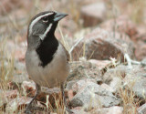 Black-throated Sparrow