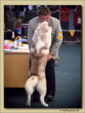 RNA 2007 Dog Show 1.jpg