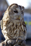 Tawny Owl