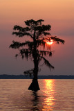 Cypress Sunset