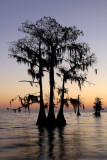 Lake Maurepas Triplets