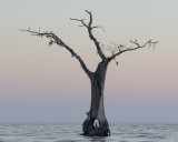 Lonely Cypress