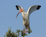 White Ibis Balance Act I