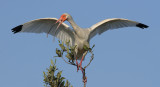 White Ibis Balance Act II