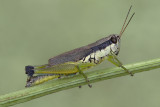 Grass Hopper