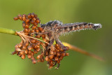 Hiding Robberfly