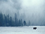 Bison in the Frost