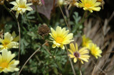 daisies