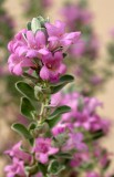 Texas Sage