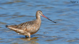 Marbled Godwit