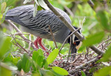 Yellow Crowned Night Heron