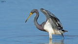 Tricolored Heron