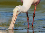 Roseate Spoonbill