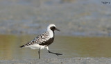 Black-bellied Plover