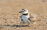 8 Legged Wilsons Plover
