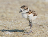 Wilsons Plover Chick