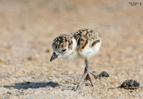 Wilsons Plover Chick