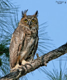 Great Horned Owl