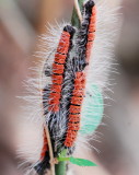a caterpillar-101