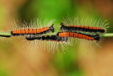 a caterpillar-104