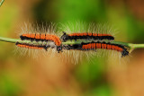 a caterpillar-106