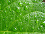 Green becomes greener when wet