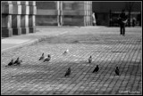 Pigeons at Osgood Hall