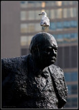 Bird on Churchill
