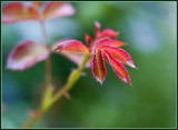 Young Rose Leafs