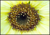 Sun Flower