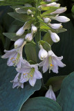 Hosta