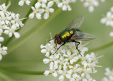 Green Bottle Fly