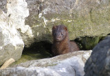 Bright-eyed Mink.  ..