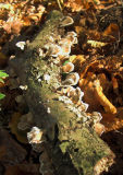 Fungus log