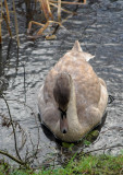 Young swan 2