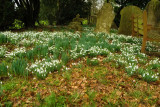 Snowdrops and bench