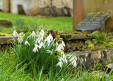 Snowdrops by the grave