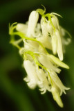 White bells