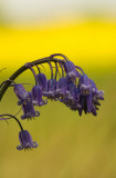 Hanging bells