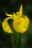 15 May... Yellow Iris