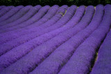 Lavender Festival:  8 July 2007